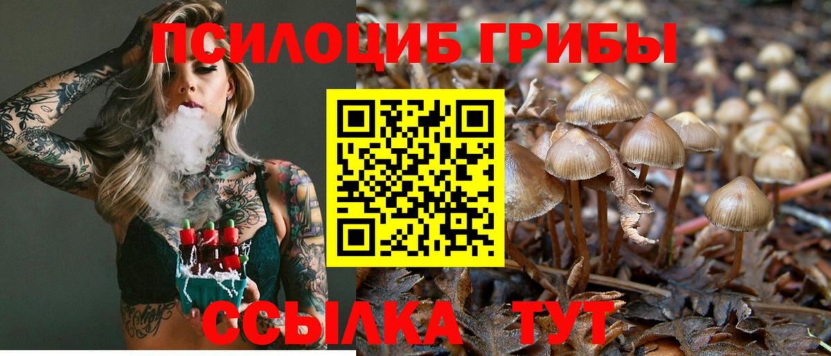 Саратов  Галлюциногенные грибы Psilocybine cubensis  Вход с VPN 